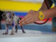 Assurance animaux : Que couvre-t-elle ? assurance animaux