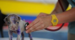 Assurance animaux : Que couvre-t-elle ? assurance animaux